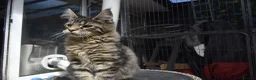 Maine Coon cats for sale: Gorgeous Champion Bloodline Maine Coon Kittens - Advert 3