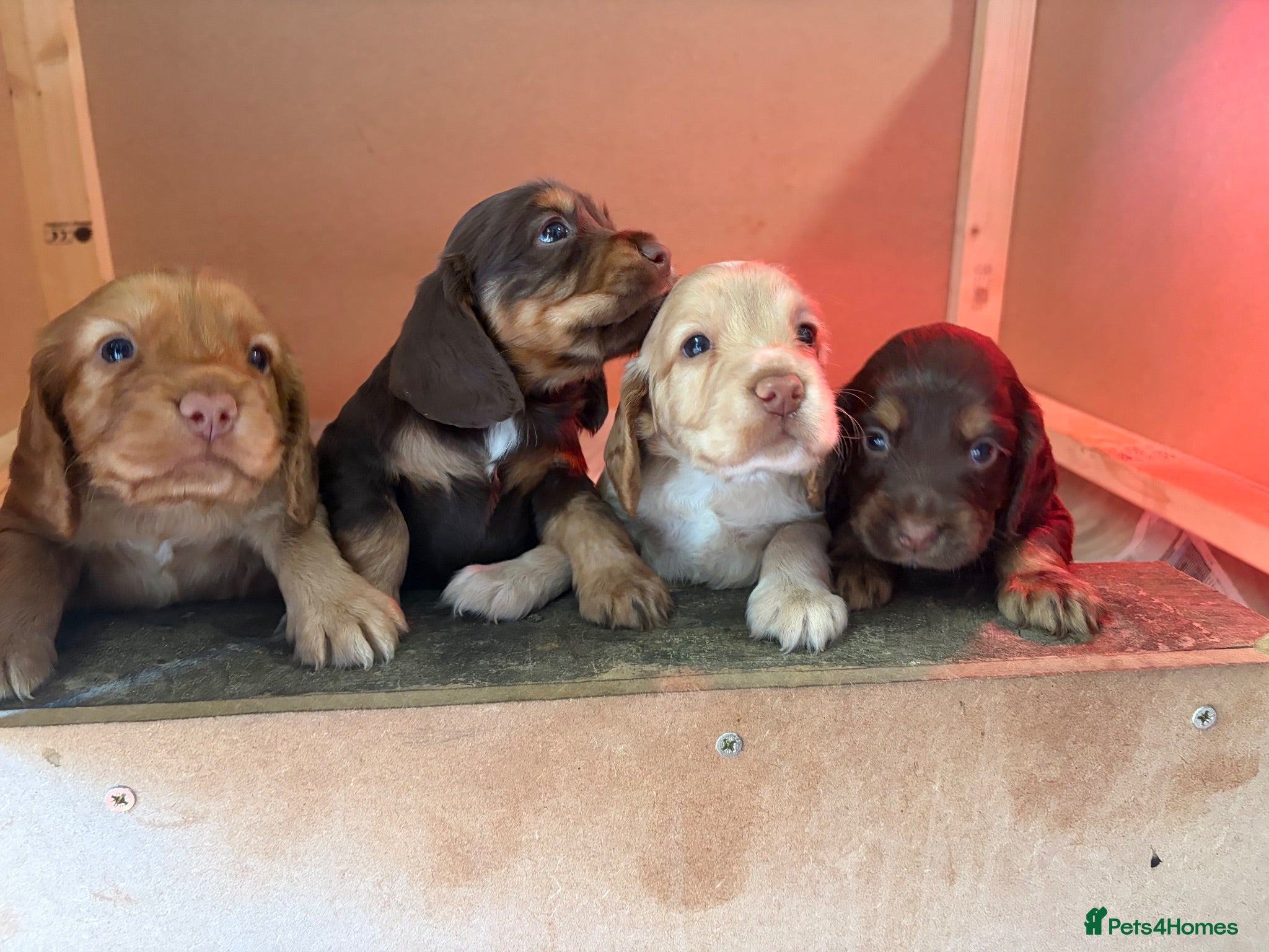 Cocker Spaniel dogs 3 boy Cocker Spaniels - Advert 1