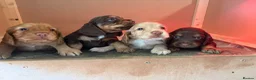 Cocker Spaniel dogs for sale: 3 boy Cocker Spaniels in Wigan - Advert 1