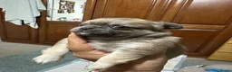 Chihuahua dogs for sale: Beautiful long-haired chihuahuas  - Advert 18