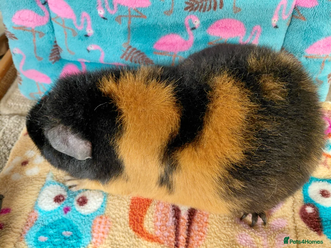 Guinea Pig rodents for sale: Young Adult Retired Sows DE Self Golden & Teddy  - Advert 4