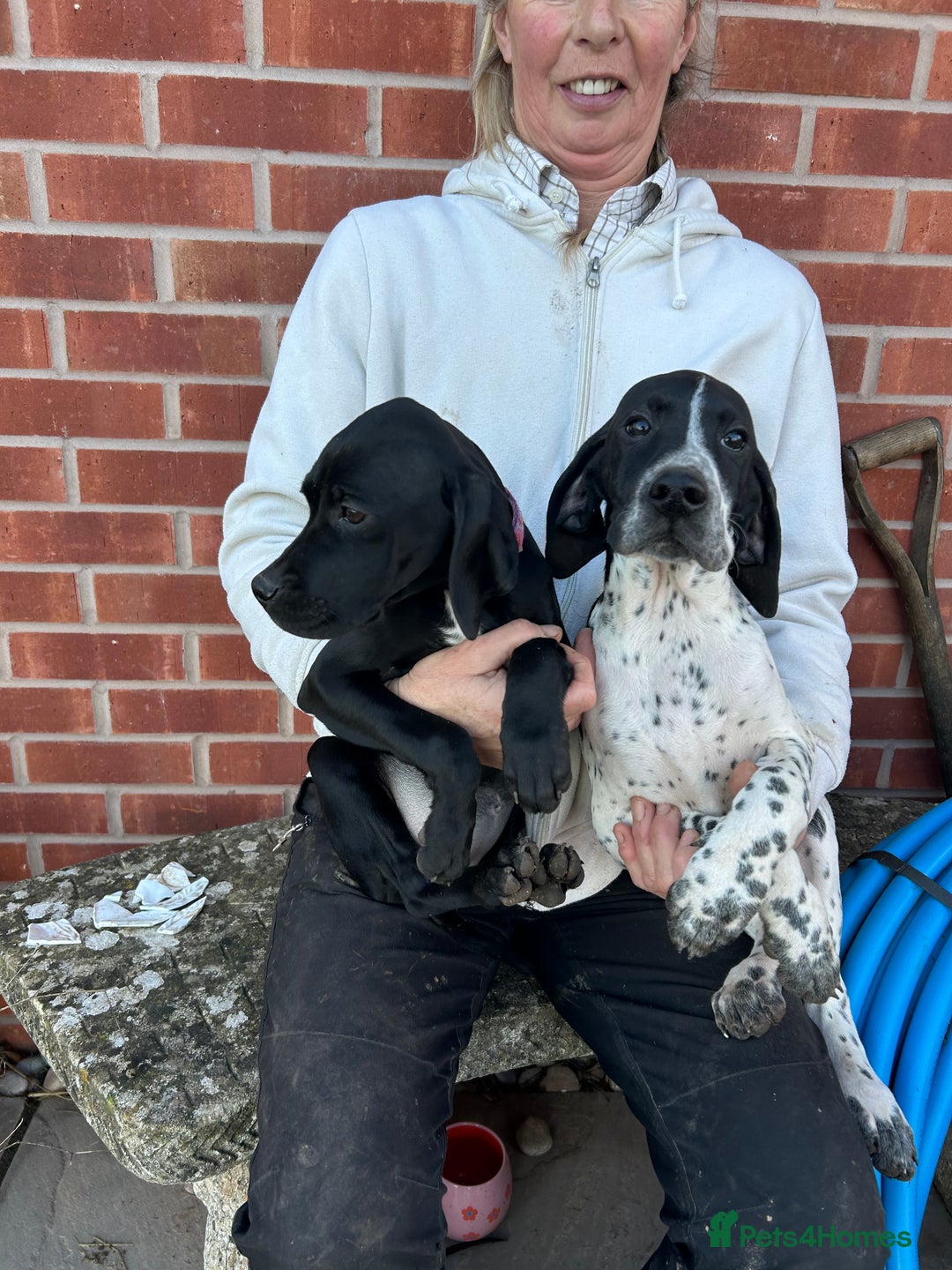 Pointer dogs for sale:  Black bitch available. - Advert 10