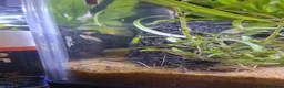 Platies fish for sale: Platy fry for sale - Advert 3
