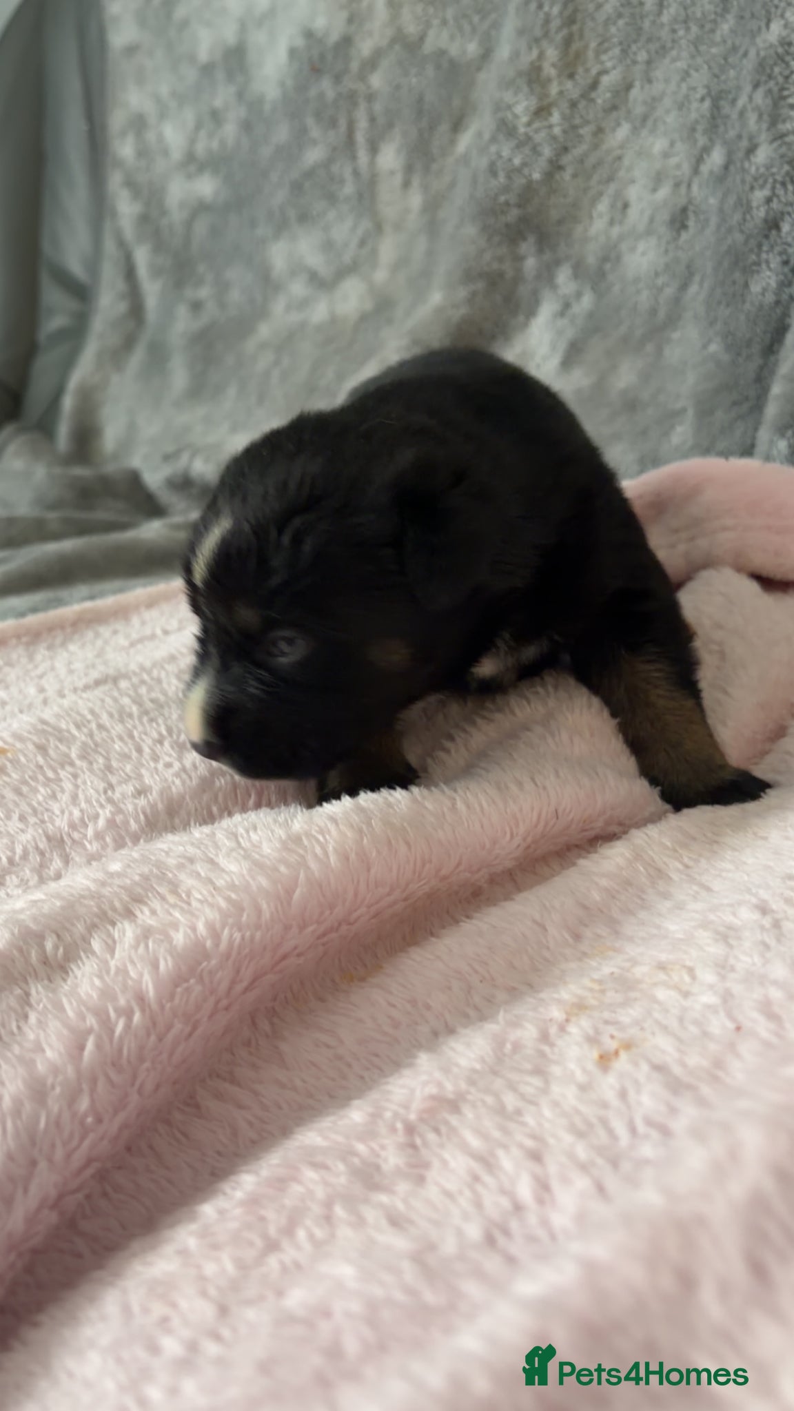 Mixed Breed dogs for sale: Belgian Mali x German shepherd  - Advert 13