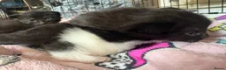 Mixed Breed cats for sale: 3 beautiful kittens for sale - Advert 6