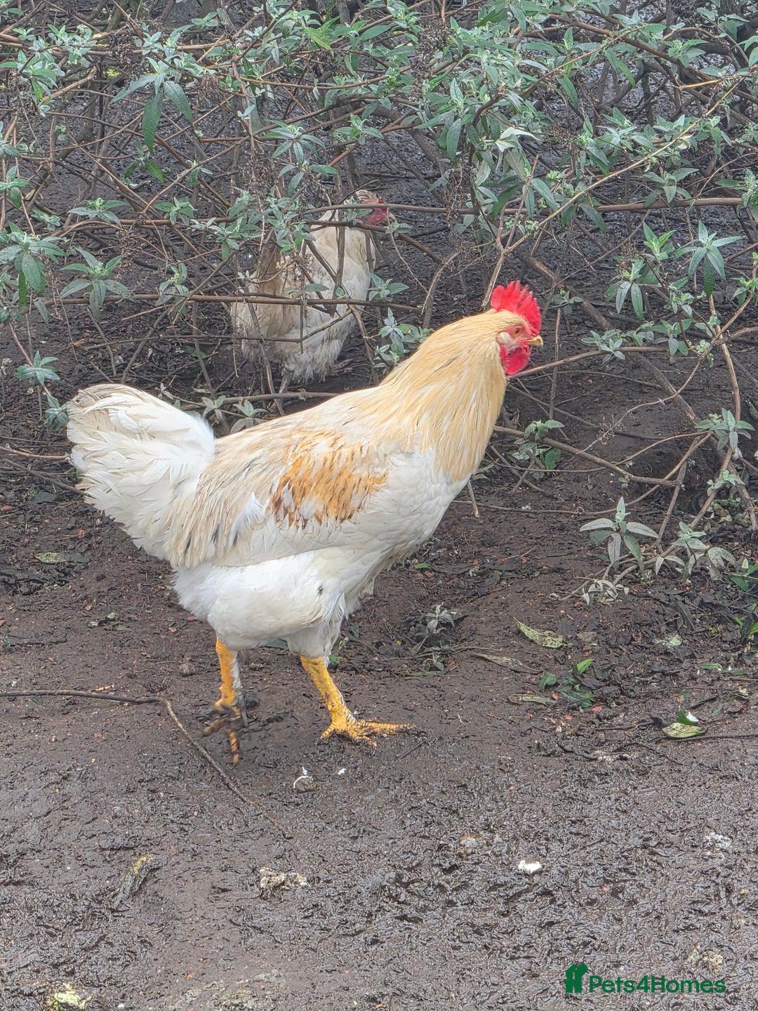 Chickens poultry for sale: Beautiful boy for a good home  - Advert 3