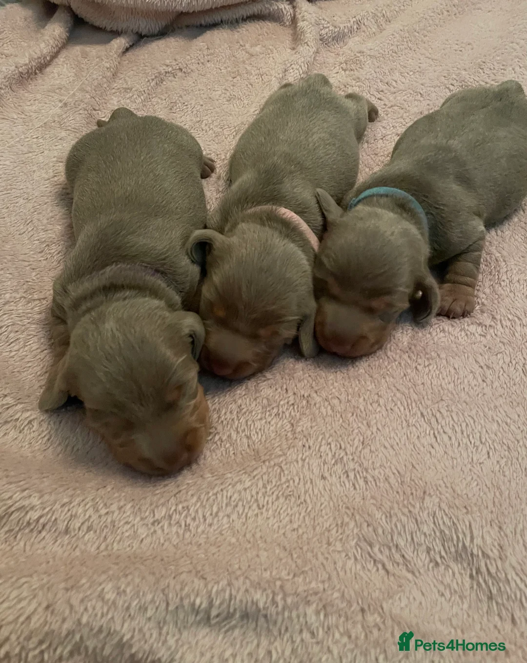 Miniature Dachshund dogs for sale: Stunning Isabella & Tan Litter  - Advert 6