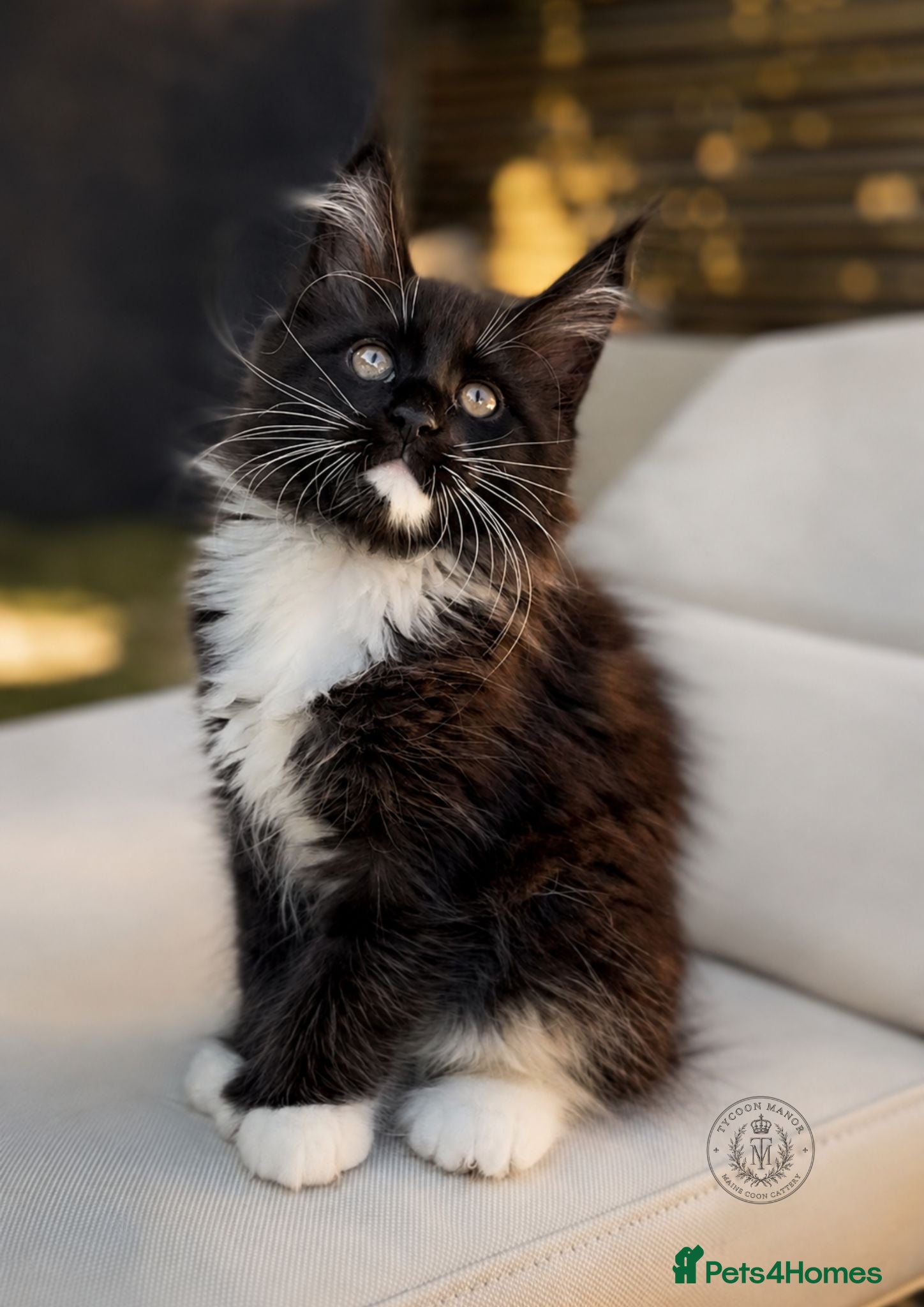 Maine Coon cats Russian Bloodline TICA Polydactyl Maine Coon Girl - Advert 2