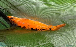 Koi Carp fish for sale: 5 large pond fish - Image 4