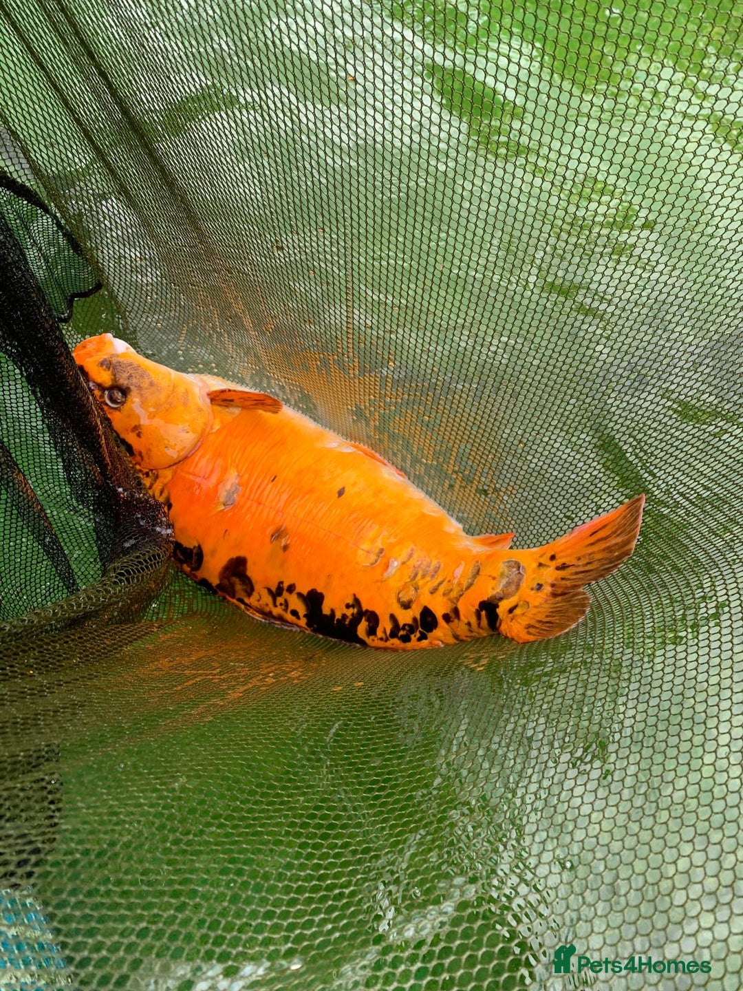 Koi Carp fish for sale: 5 large pond fish - Image 4