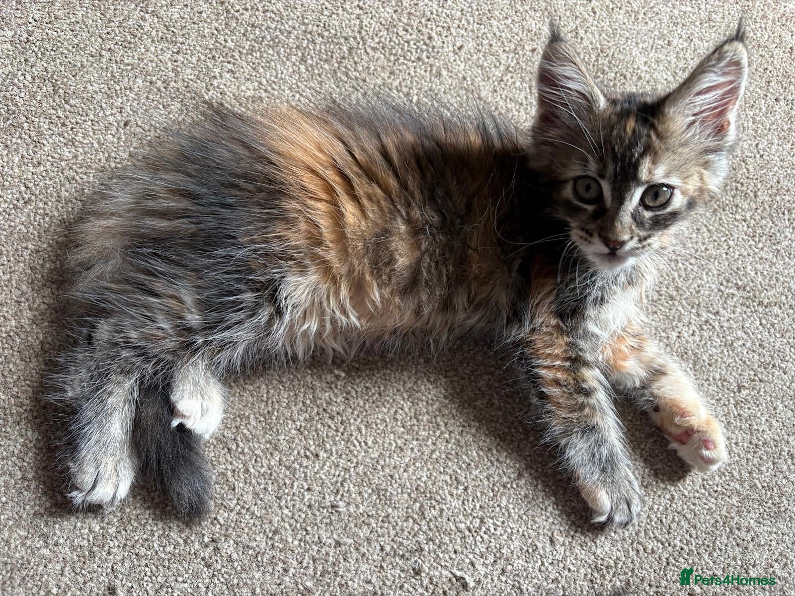 Maine Coon cats Beautiful Pedigree Maine Coon Kittens  - Advert 1