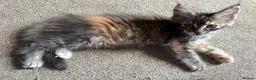 Maine Coon cats for sale: Beautiful Pedigree Maine Coon Kittens  - Advert 1