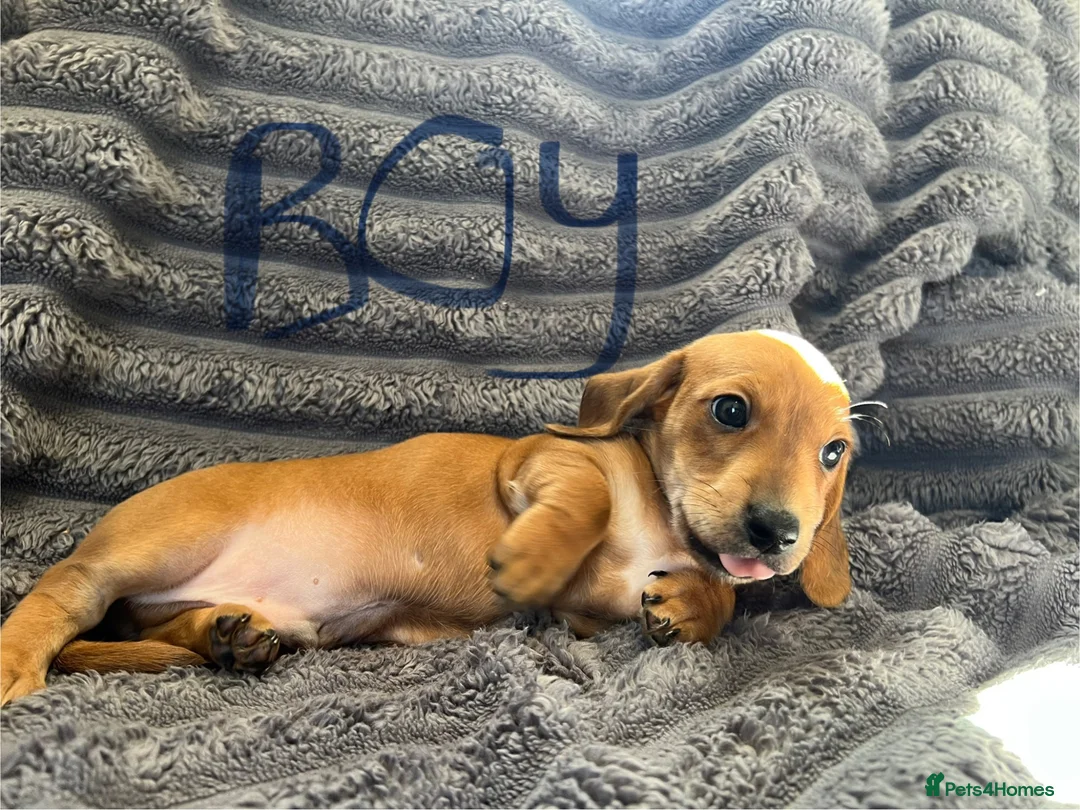 Dachshund dogs for sale: dachshund puppy’s  in Stowmarket - Advert 4