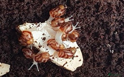 Snails invertebrates for sale: Giant African Land Snail babies - Image 3