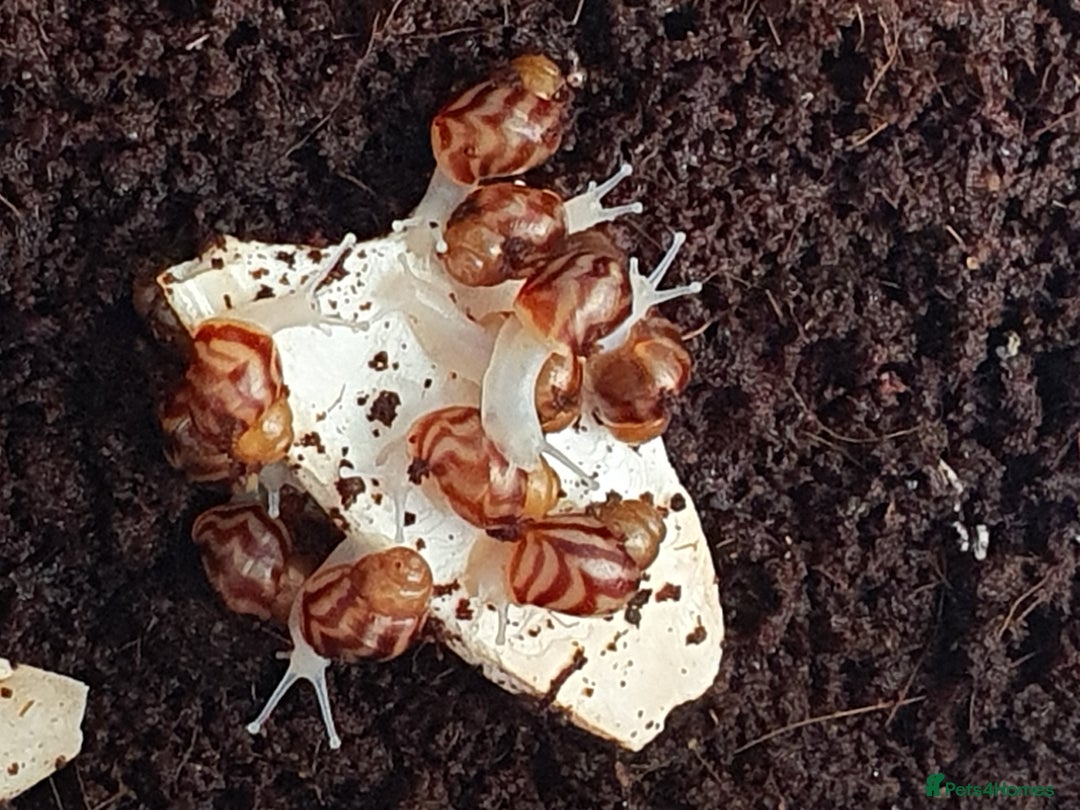 Snails invertebrates for sale: Giant African Land Snail babies - Image 3