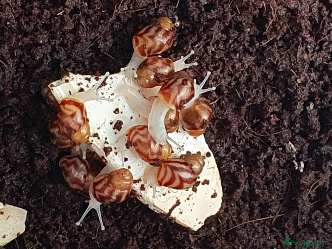 Snails invertebrates for sale: Giant African Land Snail babies - Advert 3
