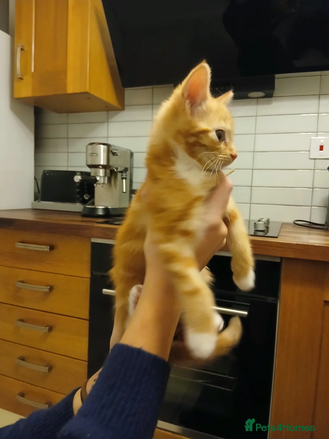 Mixed Breed cats for sale: Maine coon xxx - Advert 3