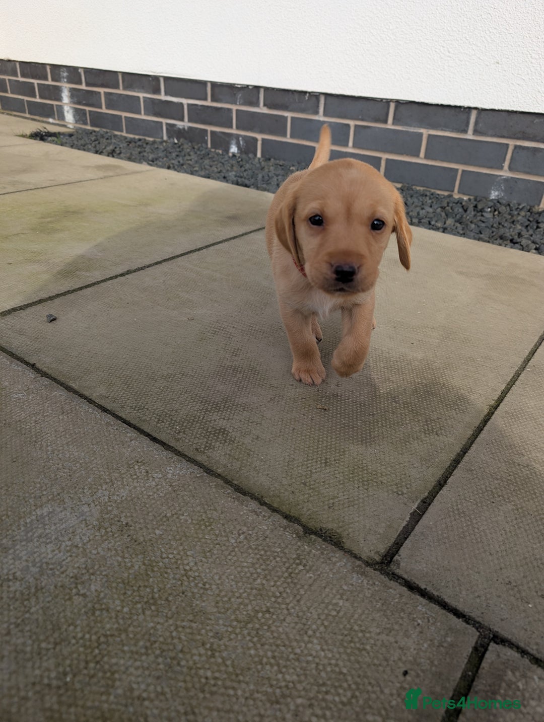 Labrador Retriever dogs for sale: KC Registered black labrador - Advert 5