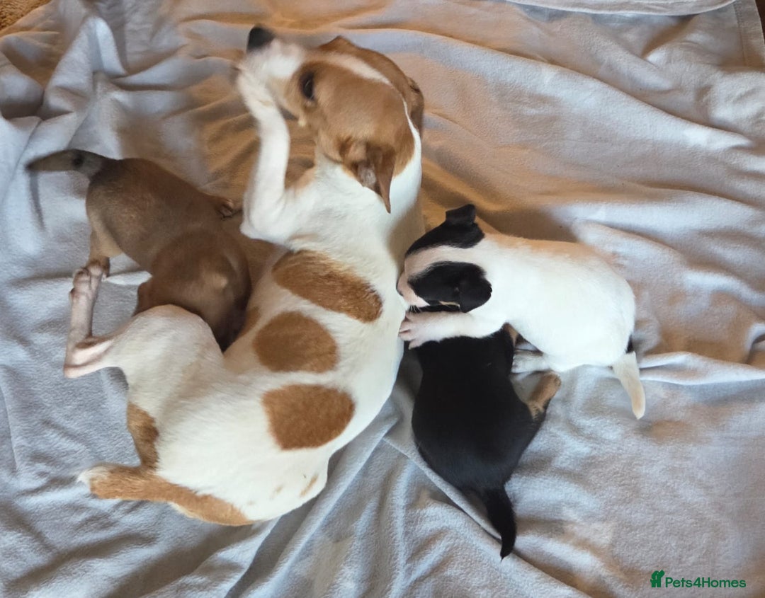 Jack Russell dogs for sale: Stunning miniature Jack Russell Puppies - Image 9
