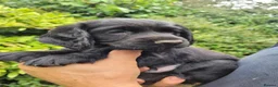 Cocker Spaniel dogs for sale: KC registered working cockers in Harrogate - Advert 18