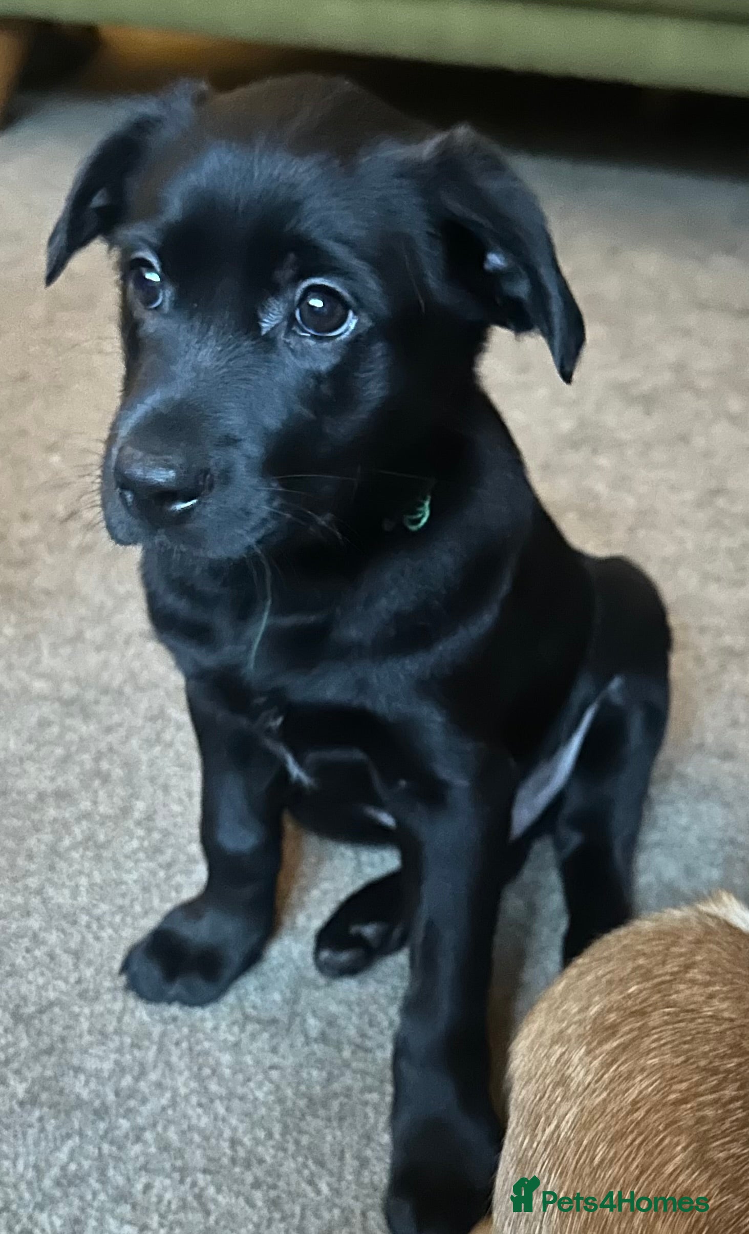 Borador dogs Labrador x Collie Puppies READY NOW - Advert 4
