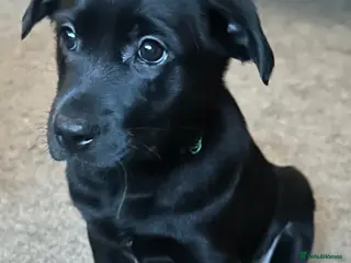 Borador dogs Labrador x Collie Puppies READY NOW - Advert 4