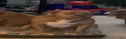 American Bully dogs for sale: American pocket bully (fawn) - Advert 3