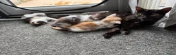Maine Coon cats for sale: Maine coon & Turkish van mix - Advert 6