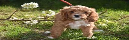 Cavapoo dogs for sale: Ready Now F1 Toy Cavapoo Puppies Health Tested - Advert 31