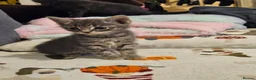 Mixed Breed cats for sale: Beautiful kittens - Advert 2