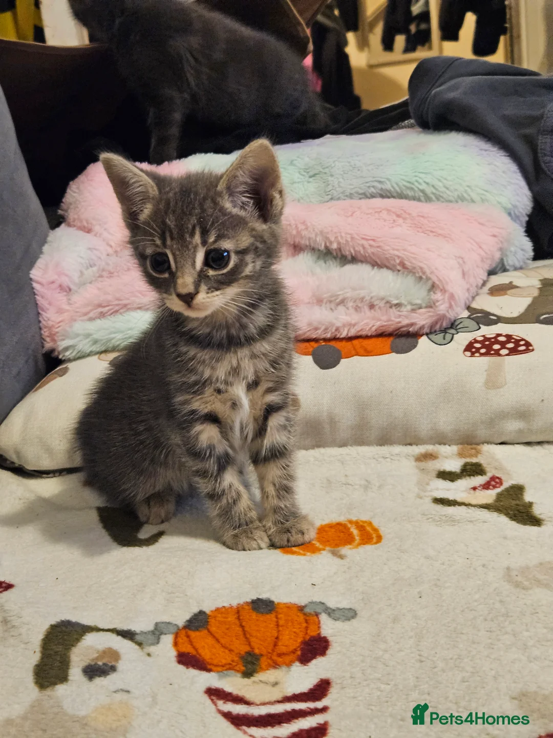 Mixed Breed cats for sale: Beautiful kittens - Advert 2