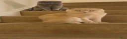 British Shorthair cats for sale: British Short Hair - Advert 3