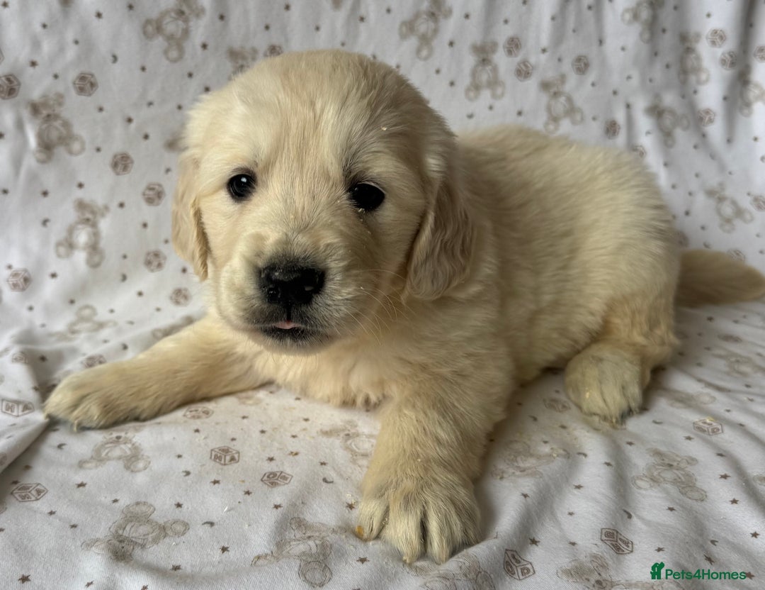 Golden Retriever dogs for sale: Golden Retriever Puppies 🐶🤍 - Image 1