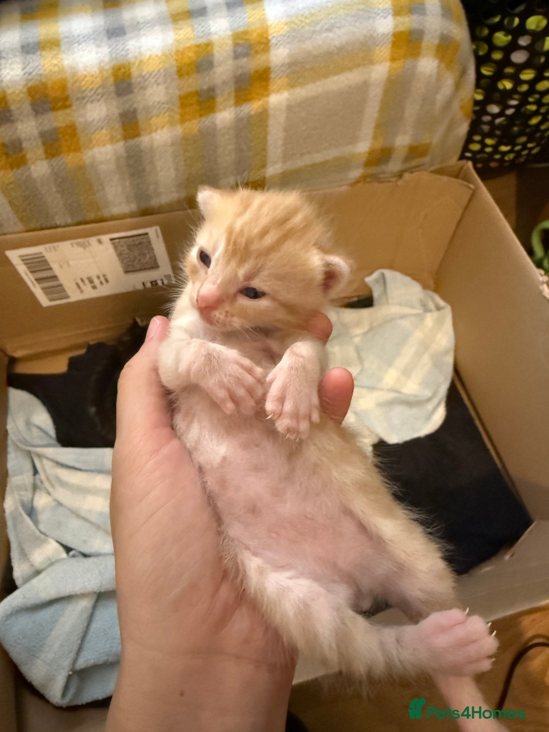 Domestic Shorthair cats for sale: Domestic Shorthair - Image 8