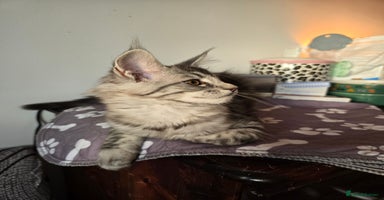 Maine Coon cats - Advert 6