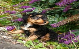 Mixed Breed dogs for sale: ABSOLUTELY STUNNING FOXYPOO PUPPIES - Image 7