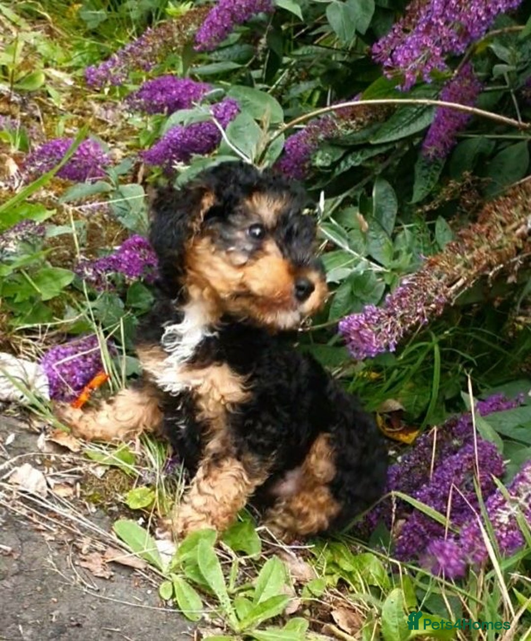 Mixed Breed dogs for sale: ABSOLUTELY STUNNING FOXYPOO PUPPIES - Image 7