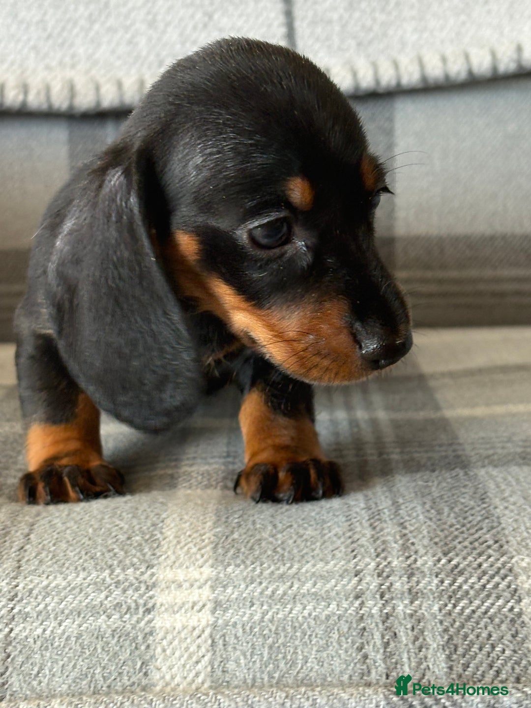 Miniature Dachshund dogs for sale: Top quality mini smooth dachshunds - Image 5