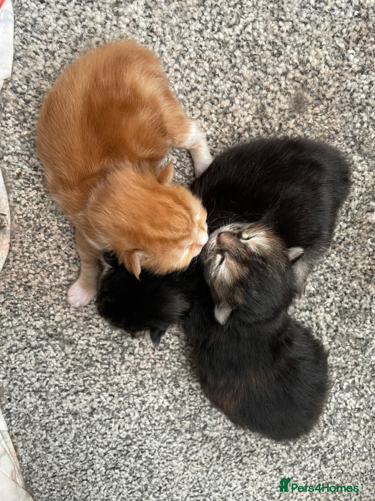 Mixed Breed cats 2 male 1 female kitten - Advert 1