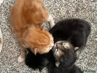 Mixed Breed cats 2 male 1 female kitten - Advert 3