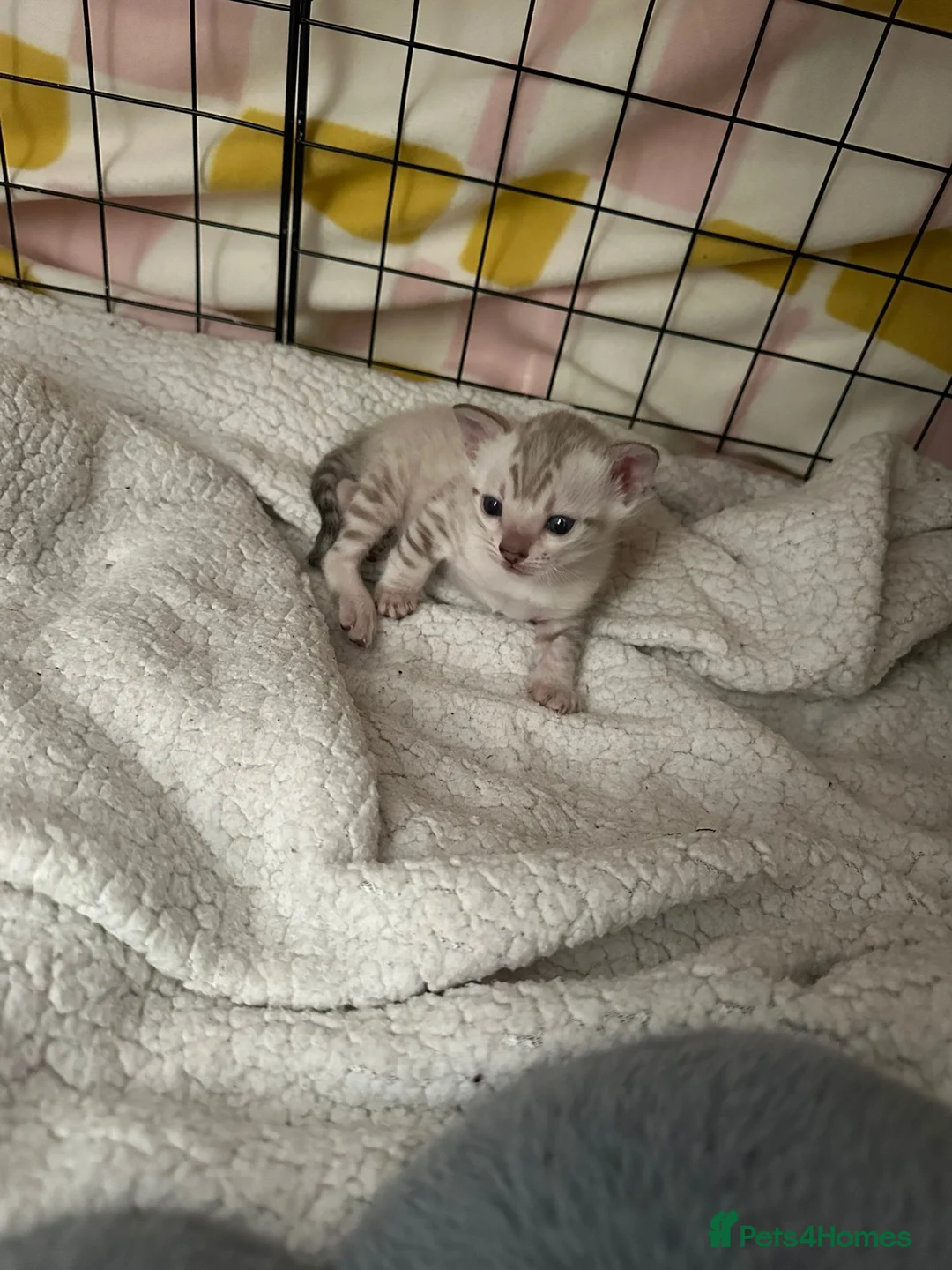 Bengal cats for stud: PROVEN ♡ Handsome BENGAL STUD > Carries SNOW + SLV in Birmingham - Advert 14