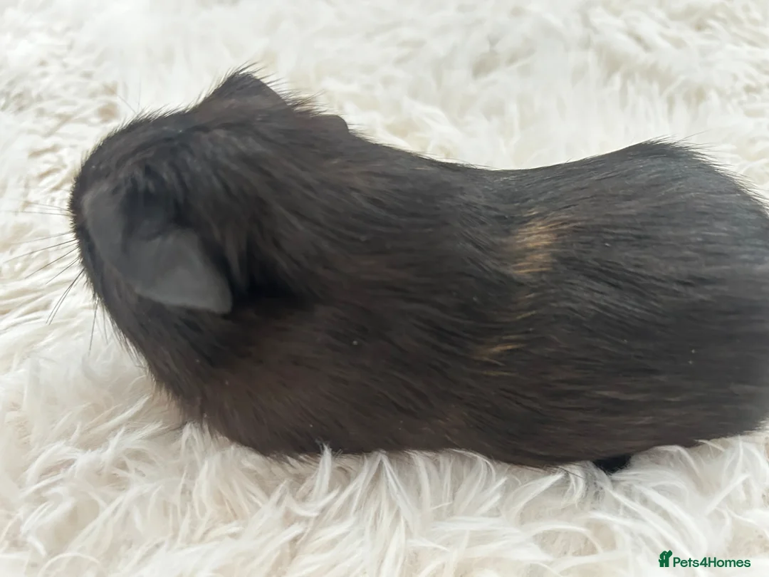 Guinea Pig rodents for sale: Beautiful guinea pig baby  - Advert 4