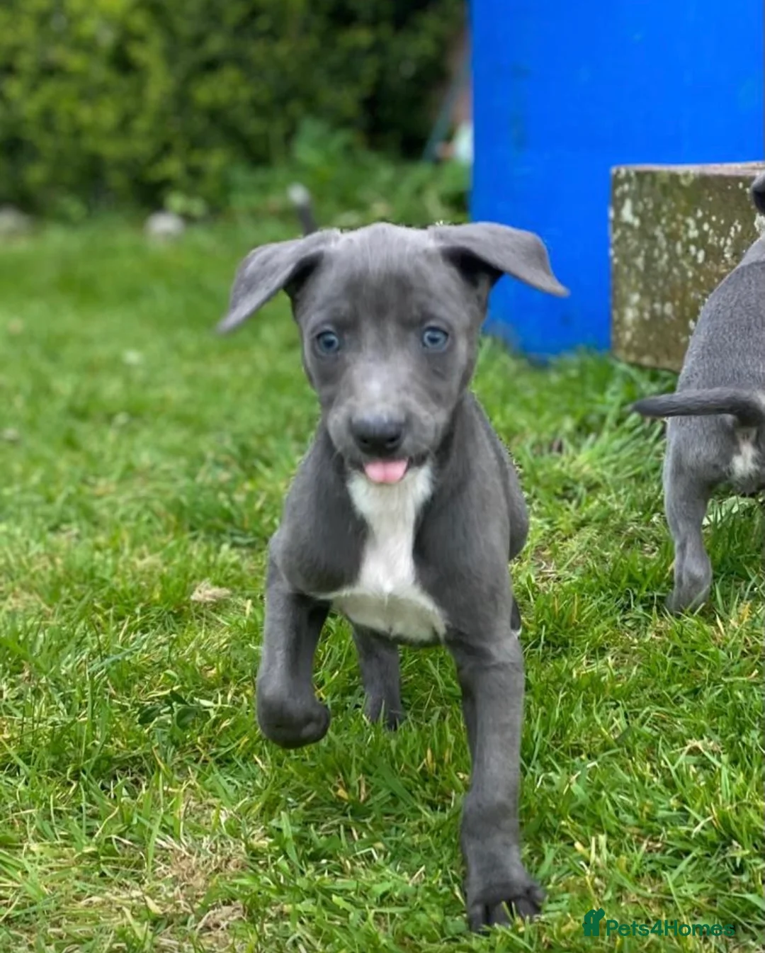 Mixed Breed dogs for sale: German pointer-lurcher cross  whippet pups  - Advert 1