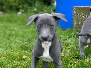 Mixed Breed dogs German pointer-lurcher cross whippet pups - Advert 9