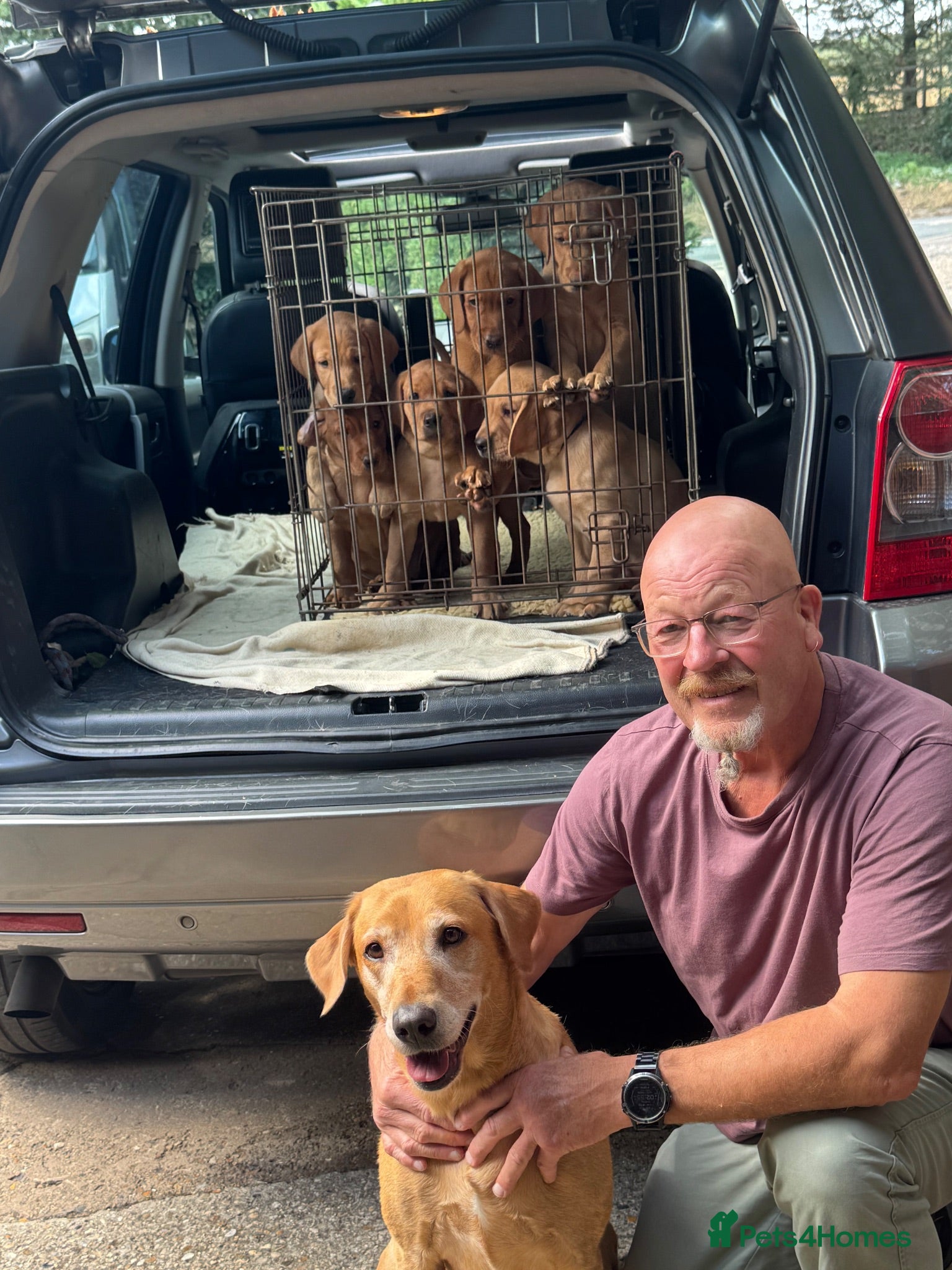 Labrador Retriever dogs KC Registered Fox Red Labrador Puppies for Sale - Advert 2
