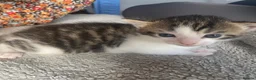 Mixed Breed cats for sale: 4 Beautiful fluffy kittens  - Advert 15