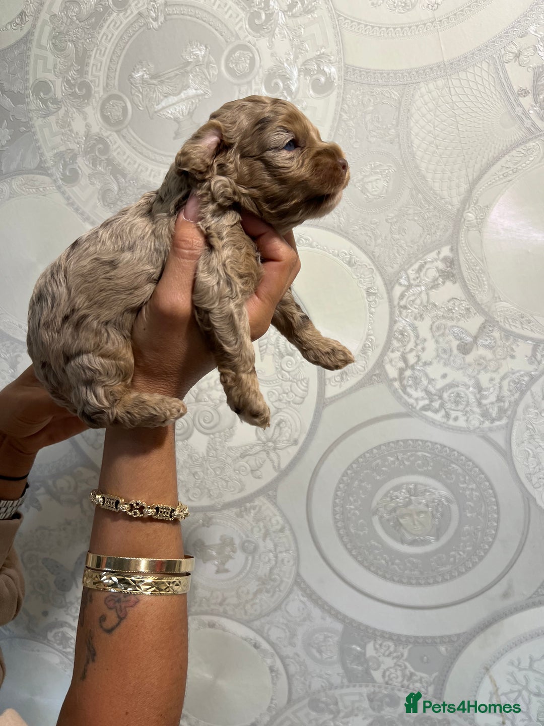 Cockapoo dogs for sale: Stunning litter of F1 Yankee doodles - Image 13