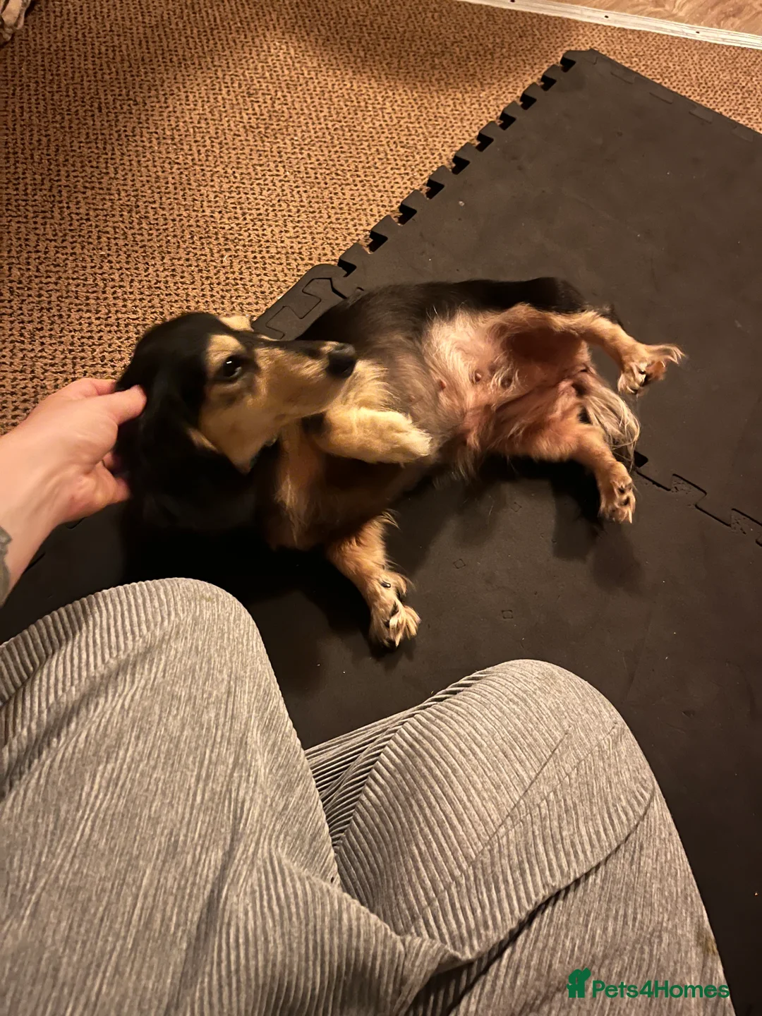 Miniature Dachshund dogs for sale: Stunning black and cream miniature dachshund - Advert 1