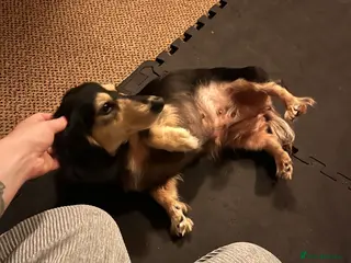 Miniature Dachshund dogs Stunning black and cream miniature dachshund - Advert 1