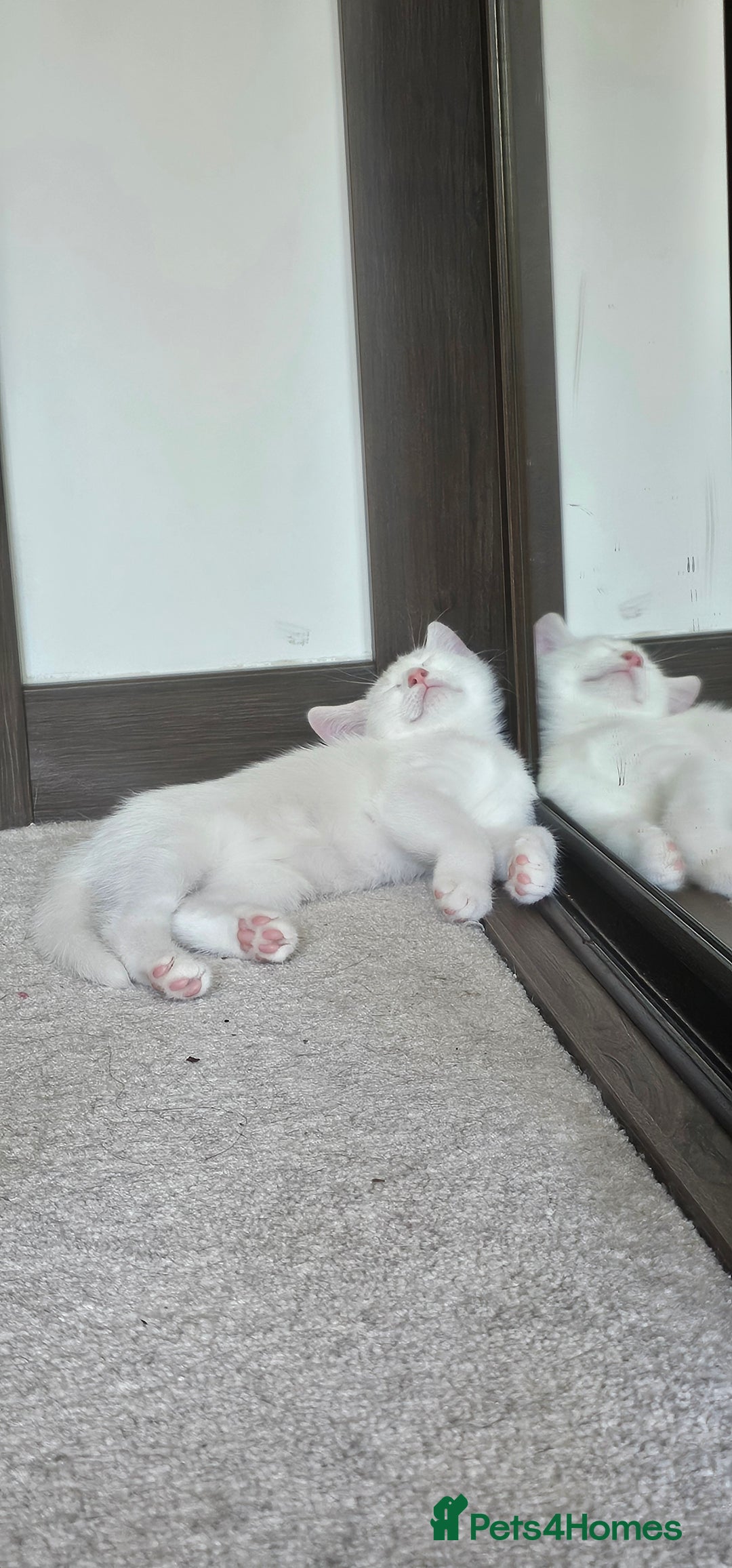 Domestic Shorthair cats for sale: 4 lovely kittens looking for their eternal home - Image 5